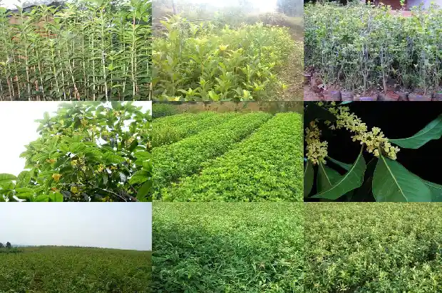 摸桂花树的叶片感觉是怎样的1685149344205