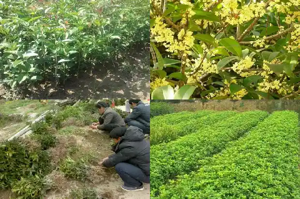 桂花树的作用和特点和外形1685149363403