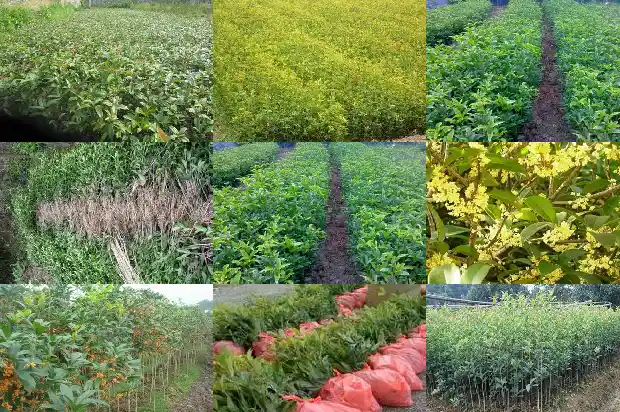 桂花树的作用和特点和外形1685149363499