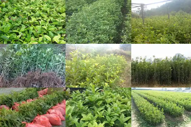 桂花树的果实特点1685149375268