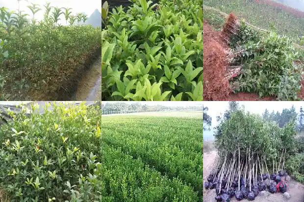 桂花树的果实特点1685149375316
