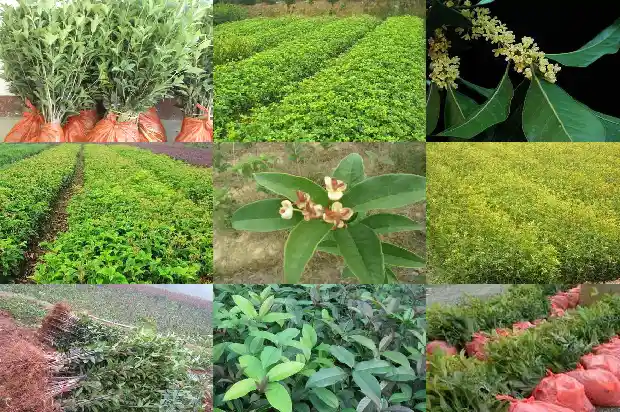 桂花树的果实特点1685149375364