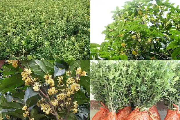 桂花树叶的颜色是什么写多点1685149406921