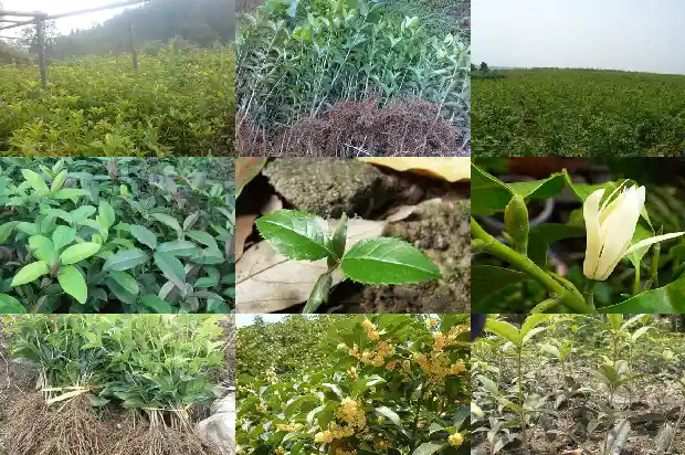 6公分的桂花树多少钱一棵呢1689639389313