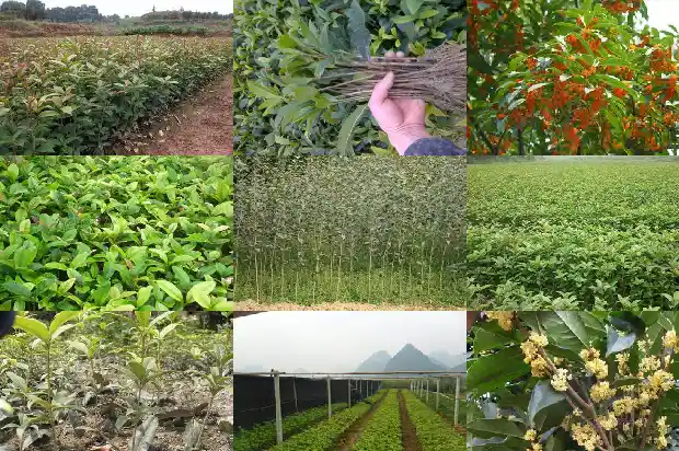 桂花树叶的颜色是什么样的1685149416308