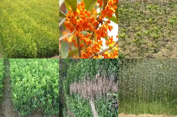 桂花树叶是什么颜色和形状1685149423924