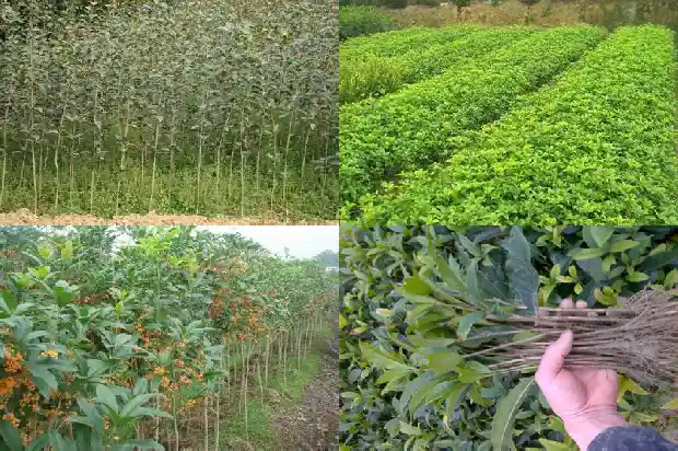 桂花树的叶子什么颜色最好1685149443298