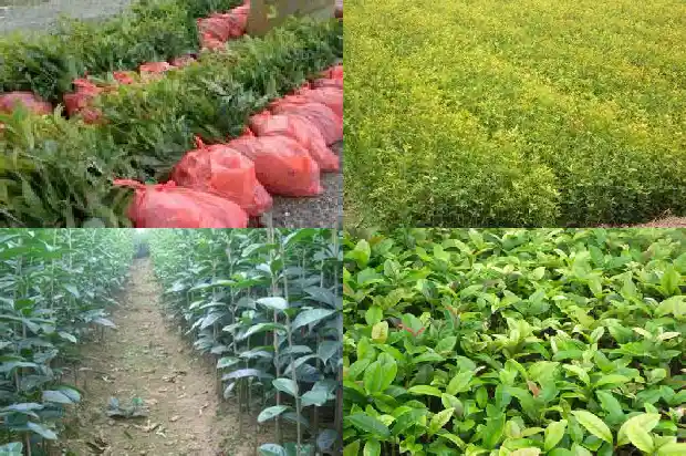 桂花树苗圃价格多少钱一盆1690331427096