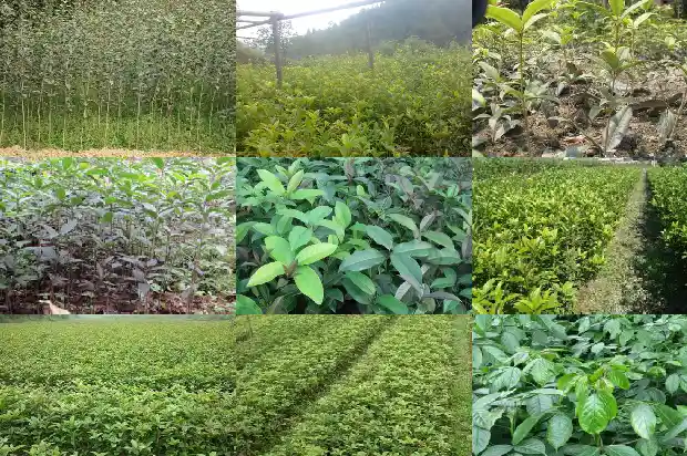 桂花树摸起来是什么感觉1685149455018