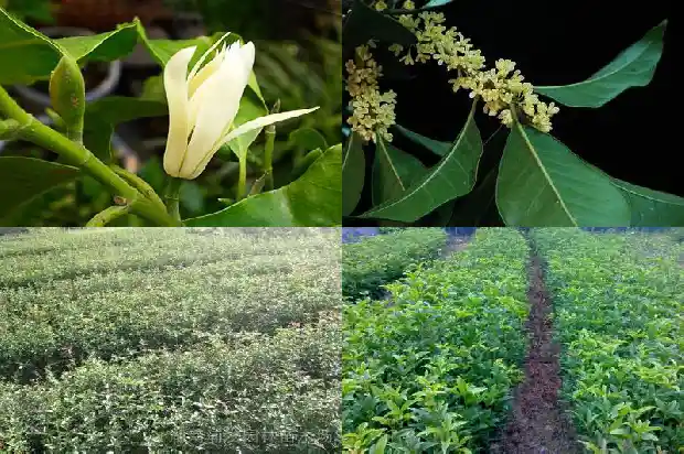 桂花木材的优缺点有哪些方面1688436662921