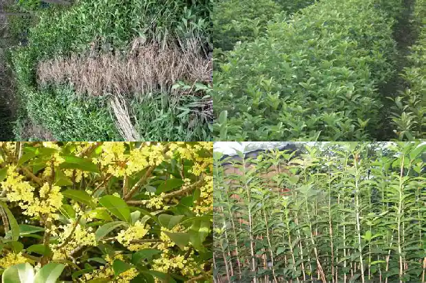 桂花摸起来是什么样子的1685149474516