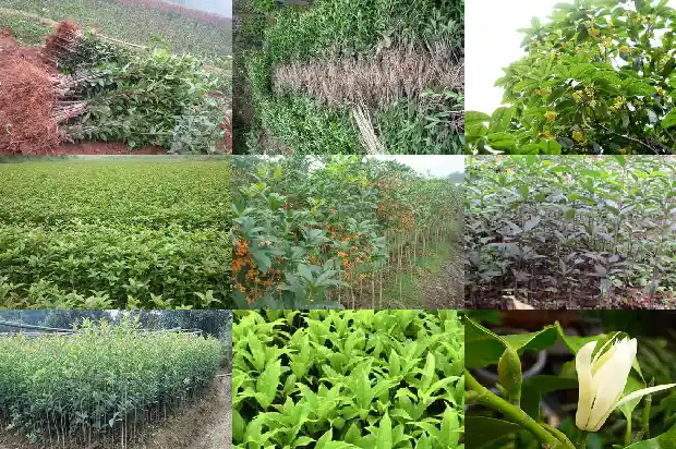 桂花摸起来是什么样子的1685149474611