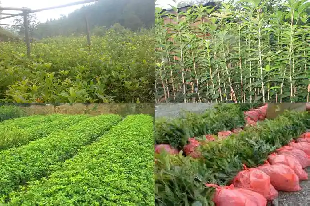 桂花摸上去的手感1685149486379