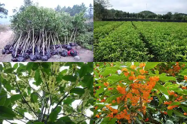 桂花摸上去的手感1685149486427
