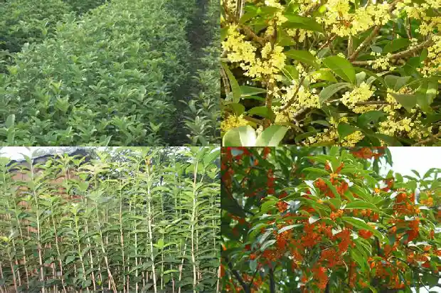 桂花摸上去的手感1685149486475