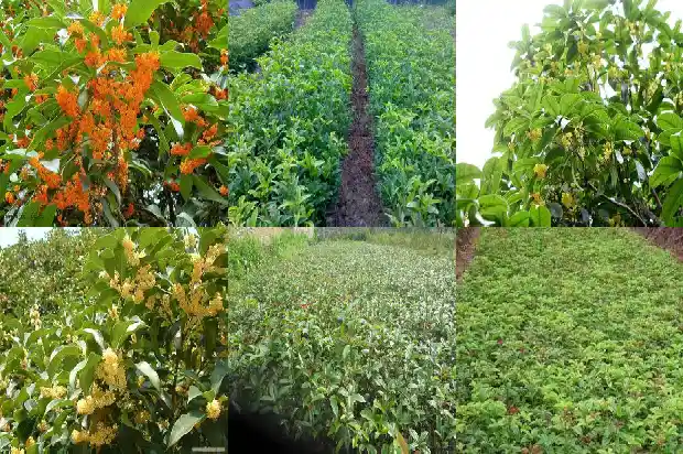 4公分桂花树多少钱一棵呢1689838593628