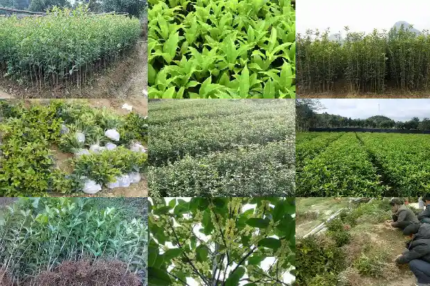 怎么认桂花树1685149493599