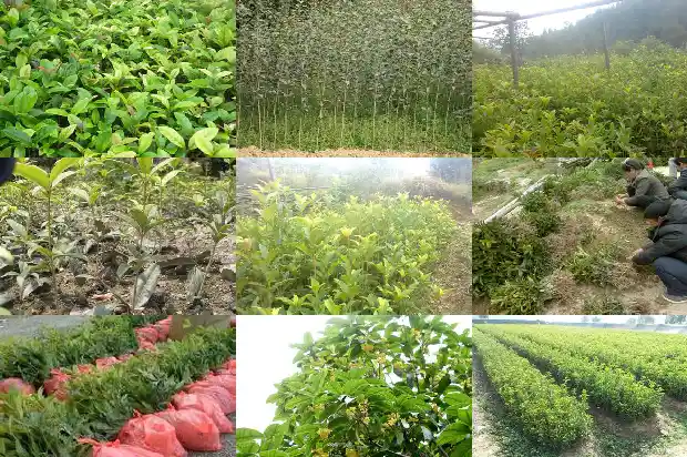 桂花老桩盆景最佳树形1689899290207