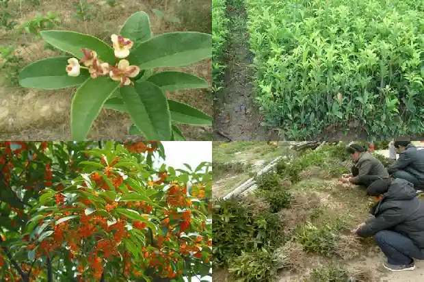 桂花摸上去的感觉像什么1685149503105