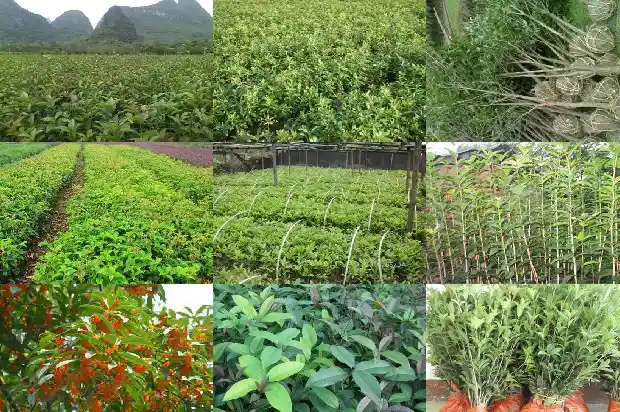 桂花摸上去的感觉像什么1685149503153