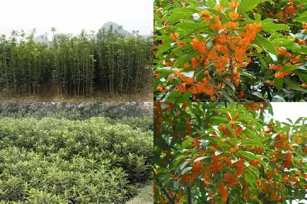 桂花摸起来的手感是什么1685149514836