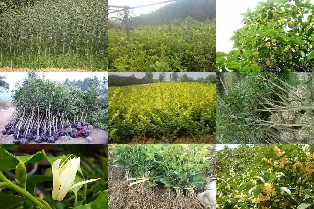 湖南桂花树最新价格行情走势1690158797089
