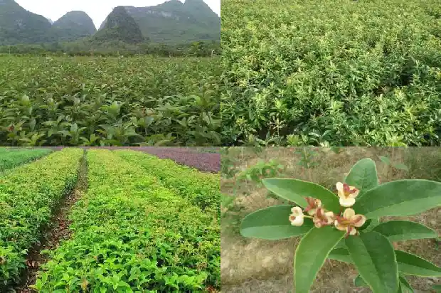 桂花触摸的感觉1685149526399