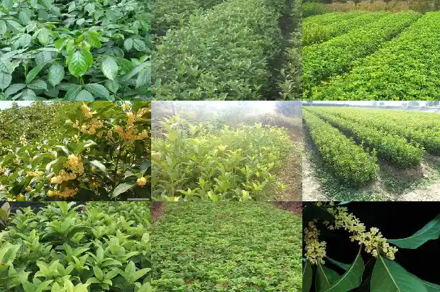 桂花触摸的感觉1685149526447