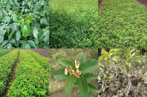 桂花触摸的感觉1685149526495