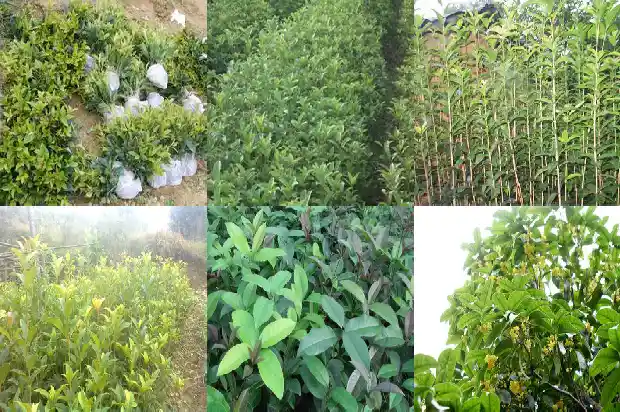 桂花闻着怎么样1685149543429