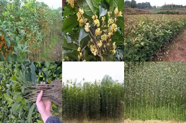 摸桂花的感觉1685149553144