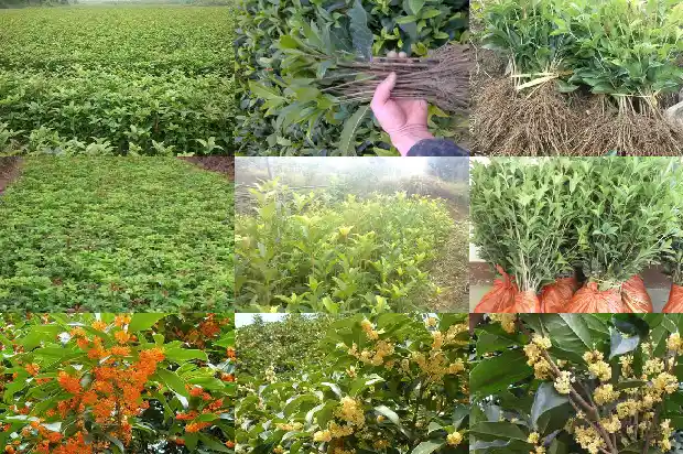 桂花香闻起来的感受1685149560343