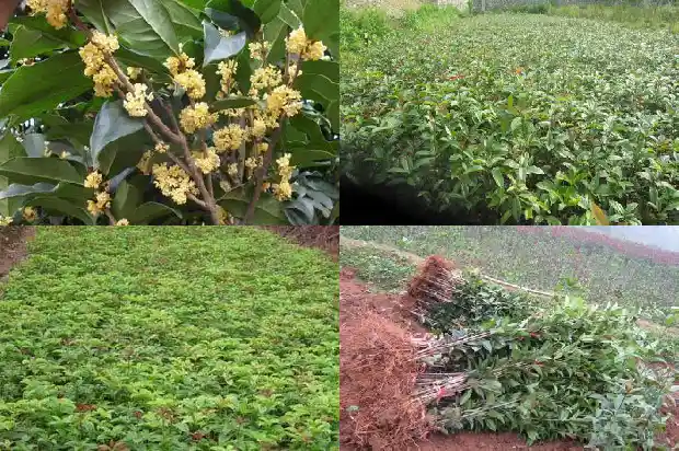 桂花香闻起来的感受1685149560390