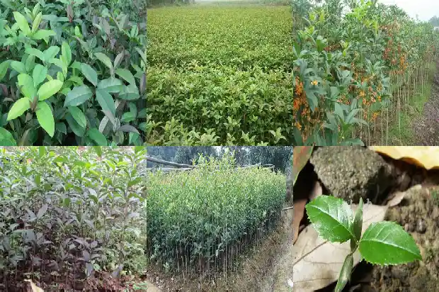 摸桂花时有什么感觉1685149569755