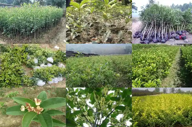 摸桂花时有什么感觉1685149569802