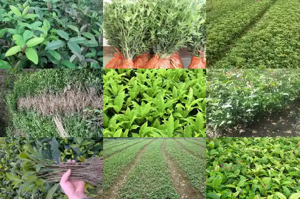 桂花的感觉1685149591055