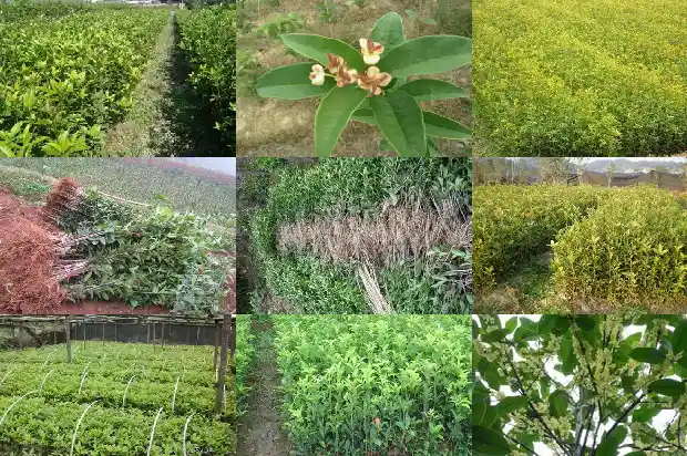 桂花的感觉1685149591103
