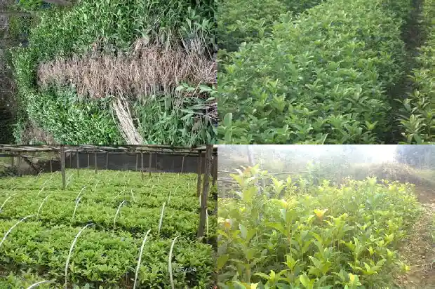 桂花的感觉1685149591151