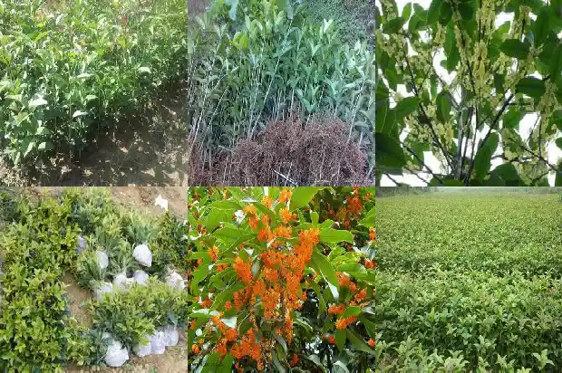 桂花树看起来的外形像什么1685232695953
