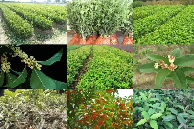 桂花树看起来的外形像什么1685232696001