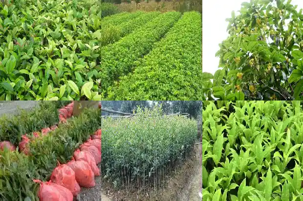 桂花树看起来的外形像什么1685232696049
