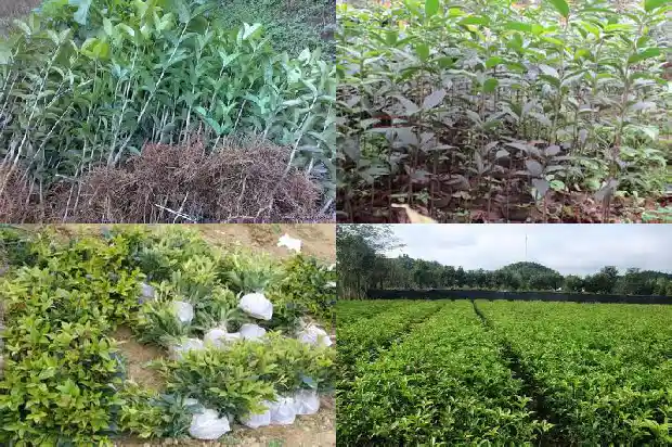桂花树看起来的外形像什么1685232696097