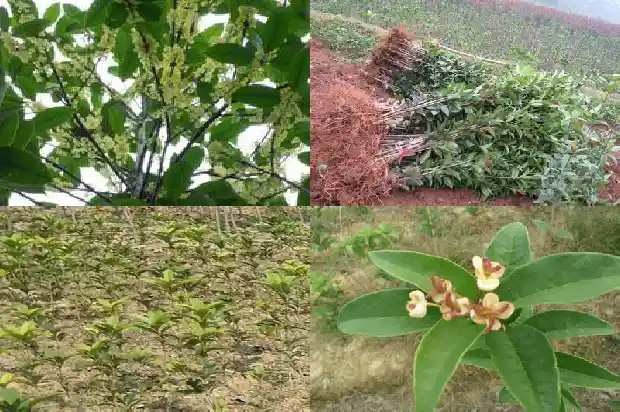 桂花树长得什么模样啊1685232742355