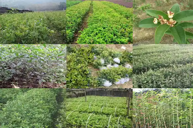 桂花树闻起来的感觉是什么味道1685232784331