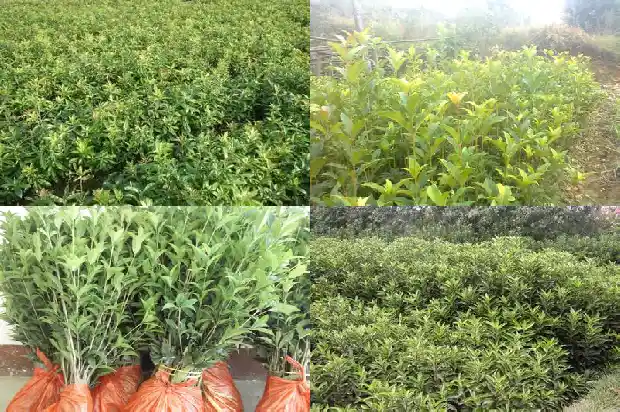 桂花树闻起来的感觉是什么味道1685232784378