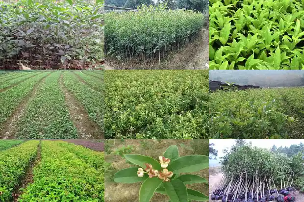 桂花闻起来的味道1685232821433
