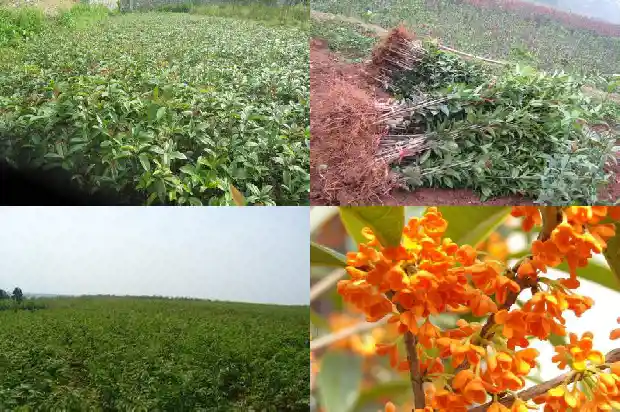 很远能闻到桂花香是因为什么1685232860756