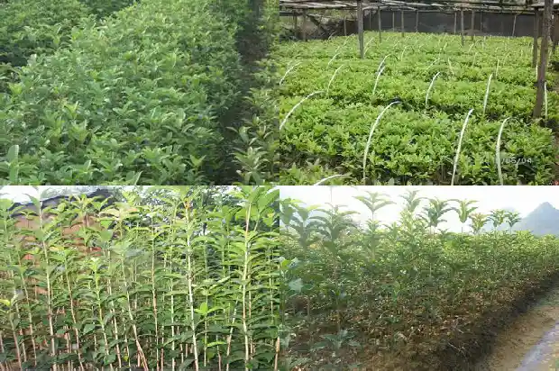 很远能闻到桂花香是因为什么1685232860804