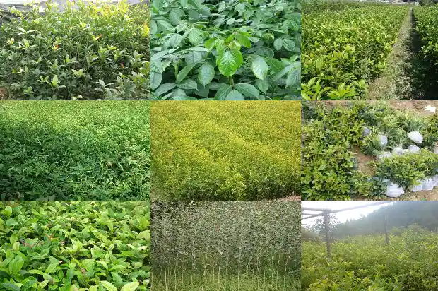 桂花树的形状和颜色有哪些1685232902193
