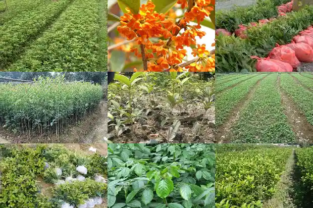 桂花树的形状和颜色有哪些1685232902240